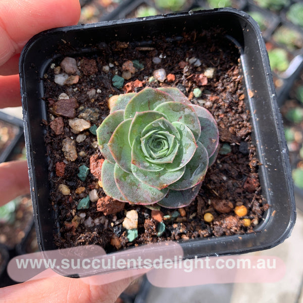 Aeonium Aureum ex El Hierro aka Pink Mountain Rose 耶罗山地玫瑰
