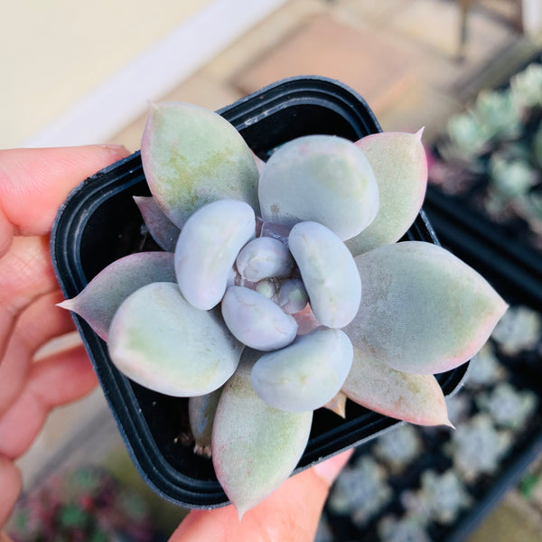 Echeveria Snow Queen 白雪女王