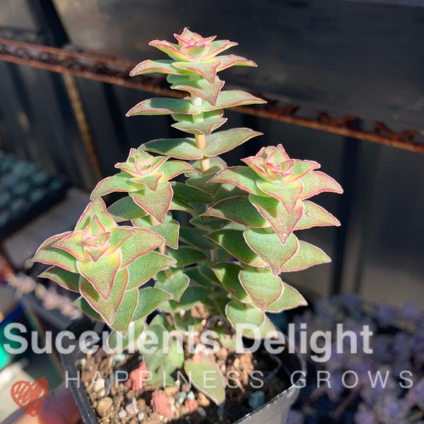 3 cuttings Crassula perforata var. variegata 十字星锦砍头