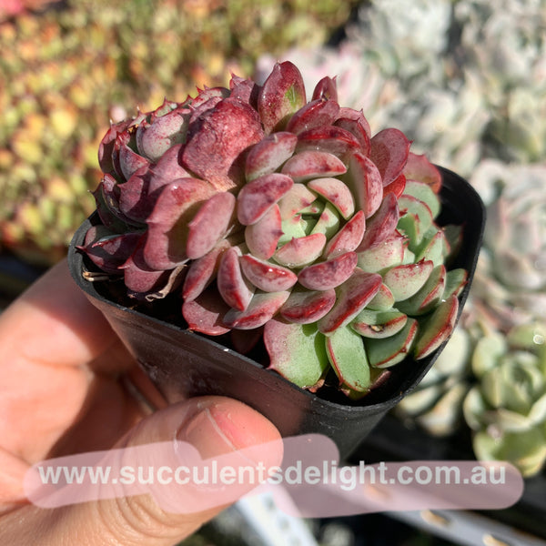 Echeveria the red riding hook 小红姬