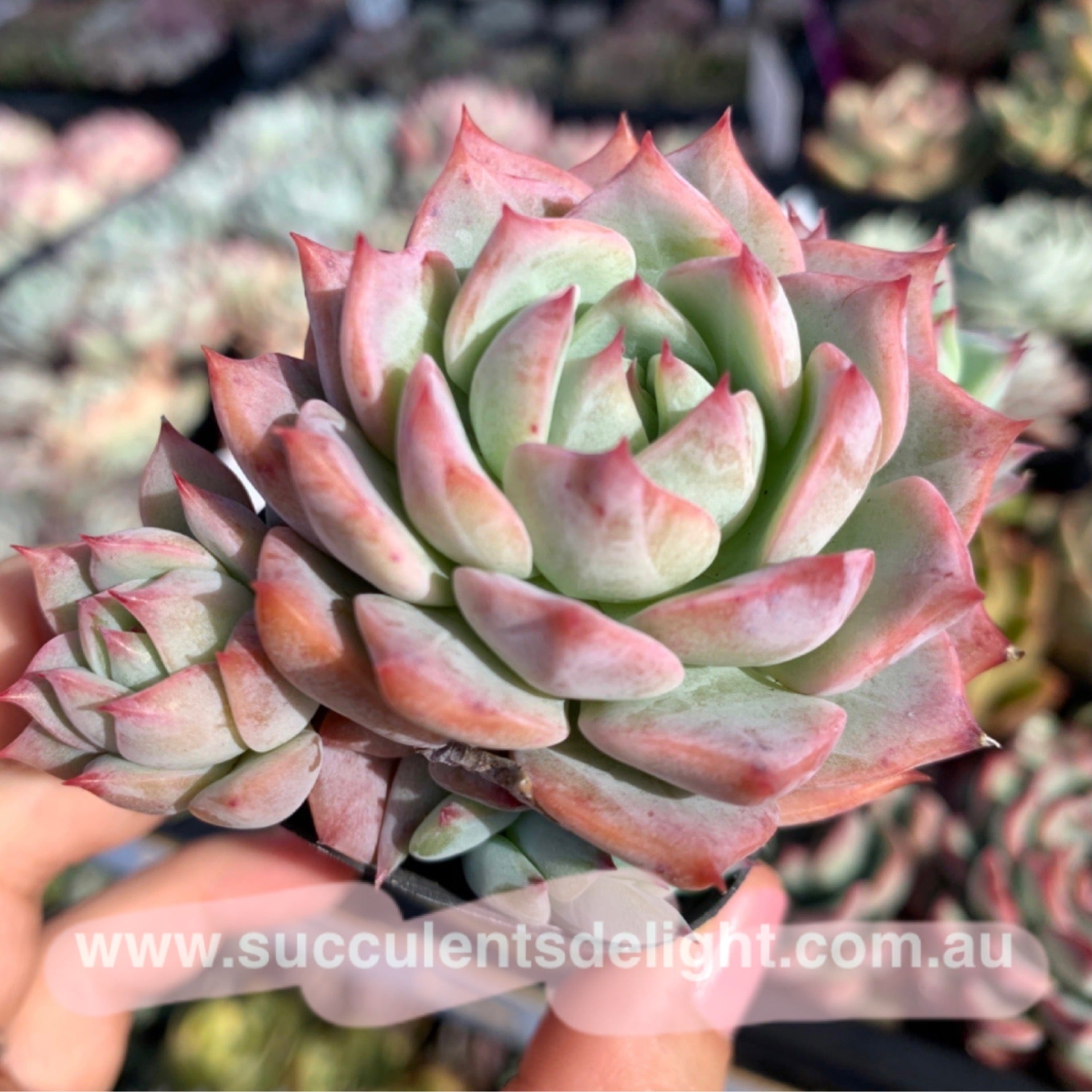 Echeveria Prism 棱镜– Succulents Delight