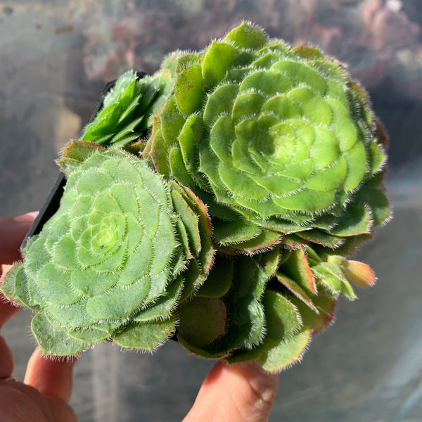 Aeonium tabuliforme hime meikyou cluster 姬明镜群