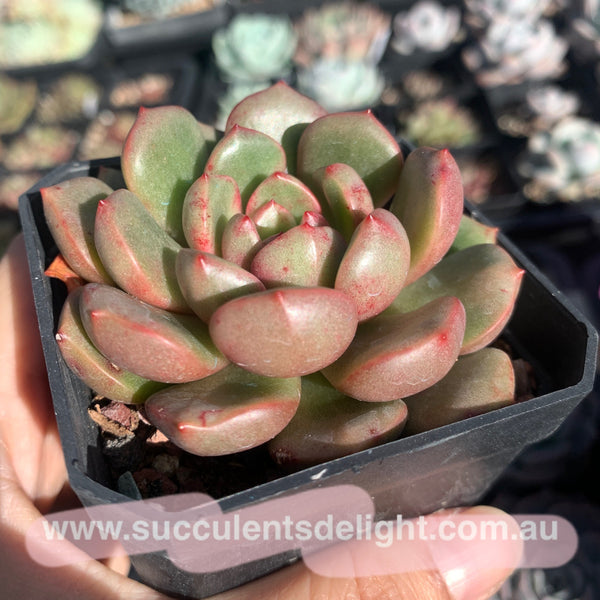 Echeveria Lollipop 棒棒糖（糖心）Succulents Delight New Hybrid