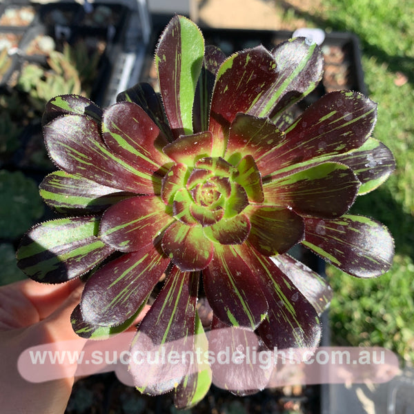 Aeonium Big Bang 拉丝法师