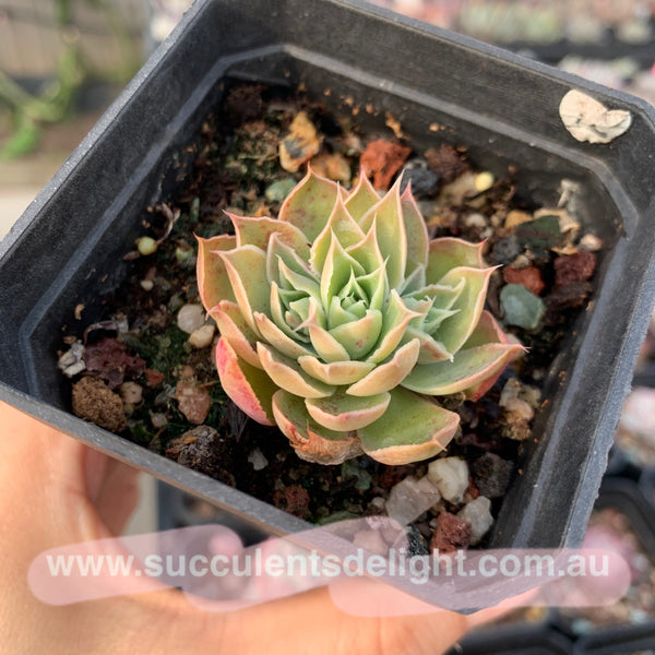 Echeveria Megacalyx 玉壶光