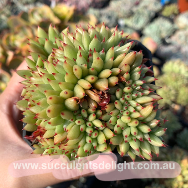 Echeveria agavoides f.cristata Echeveria agavoides 'Crest' 虎鲸