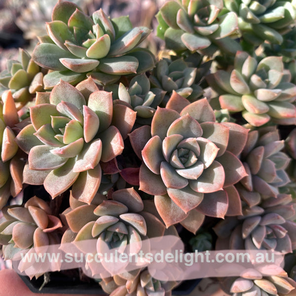 Echeveria Purple Card 紫卡