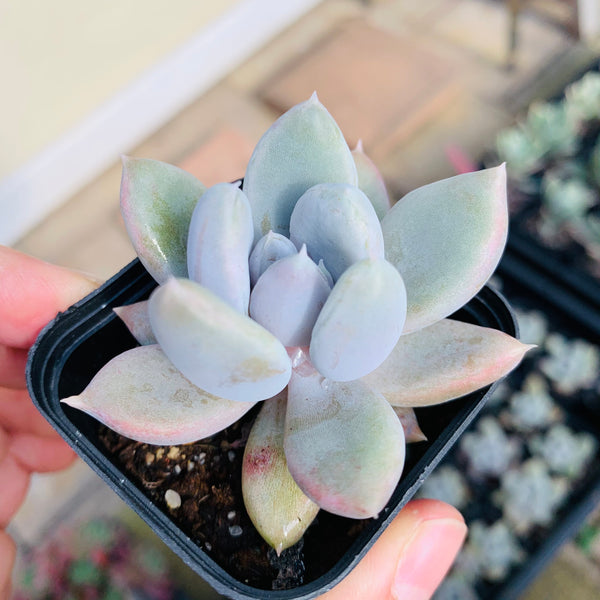 Echeveria Snow Queen 白雪女王