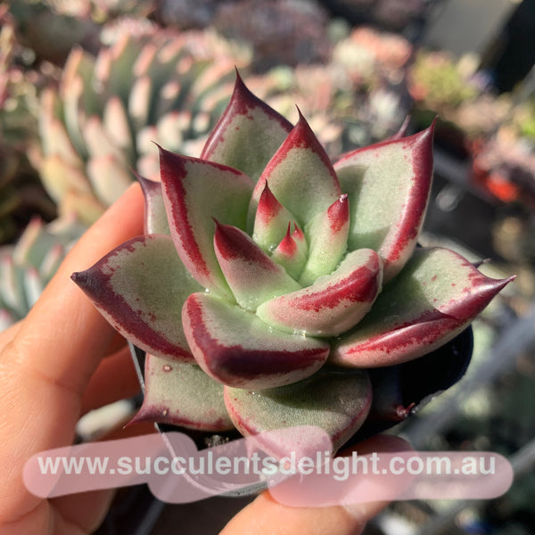 Echeveria Agavoides Love Story 爱情故事