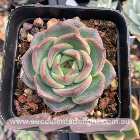 Echeveria Peach Blossom 桃花源 Succulents Delight New Hybrid