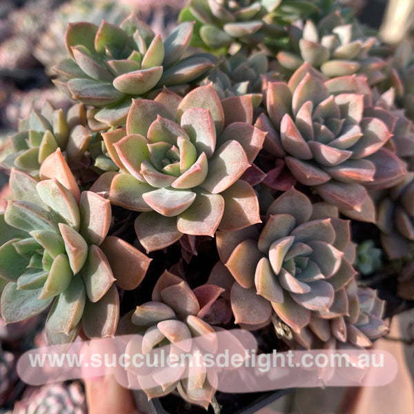 Echeveria Purple Card 紫卡