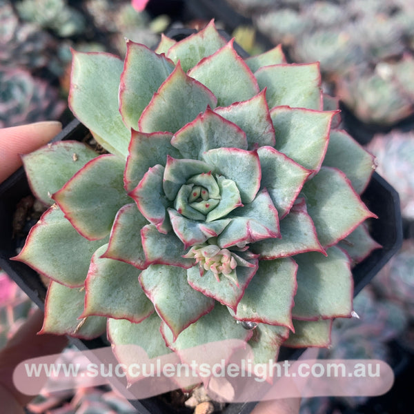 Echeveria Californica Queen 织锦