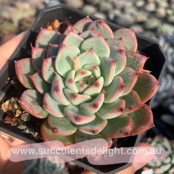 Echeveria Chantelle 粉仙黛