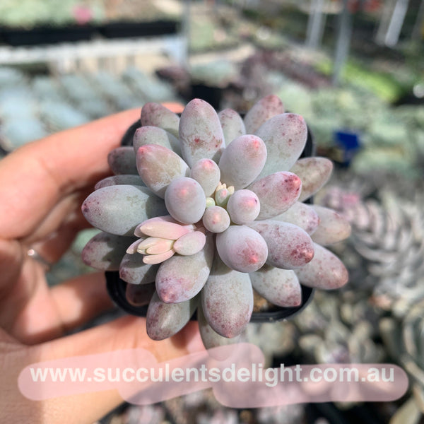 Pachyphytum Machucae aka Baby finger 婴儿手指