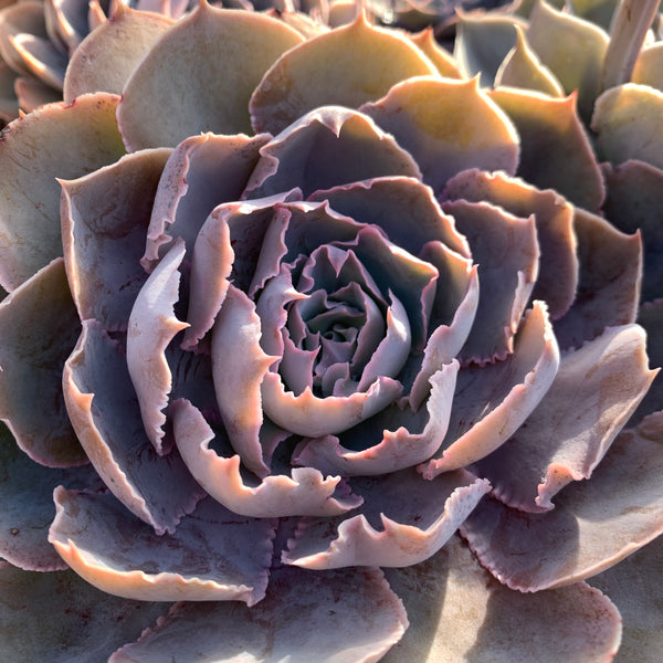 Echeveria Purple Naruto 紫火影