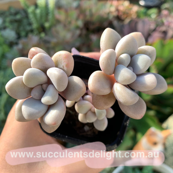 Graptopetalum Ellen 艾伦