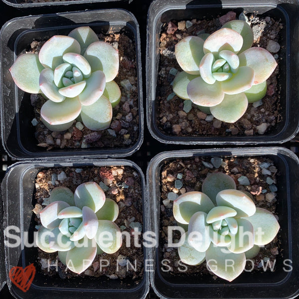 Echeveria Monroe x Lauii 梦雪
