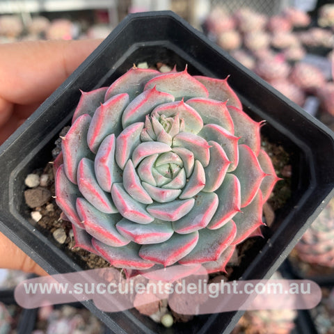 Echeveria Orange Snow 橙雪