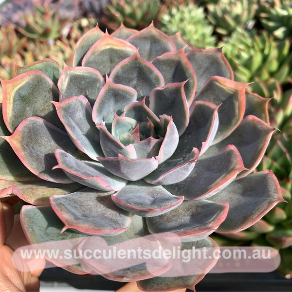 Echeveria Galaxy Velvet 星河绒 Succulents Delight New Hybrid