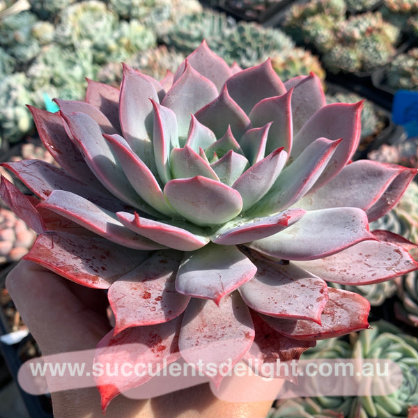Echeveria La Candy LA糖果