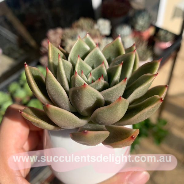 Echeveria Agavoides Mira 米娜东云