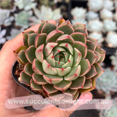 Clearance: Echeveria Agavoides Santa Lewis 圣路易斯