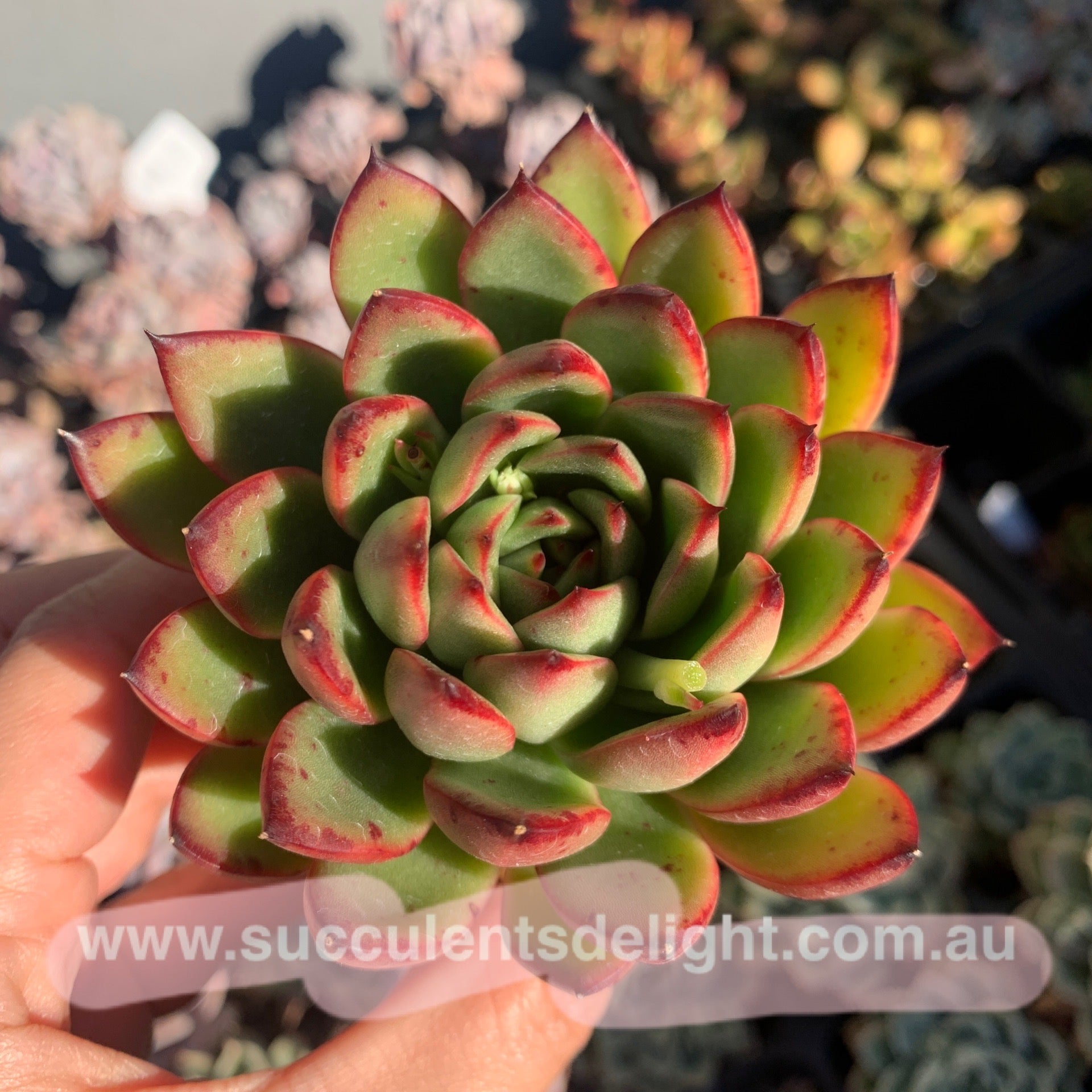 Echeveria Agavoides Christmas Eve 圣诞东云– Succulents Delight
