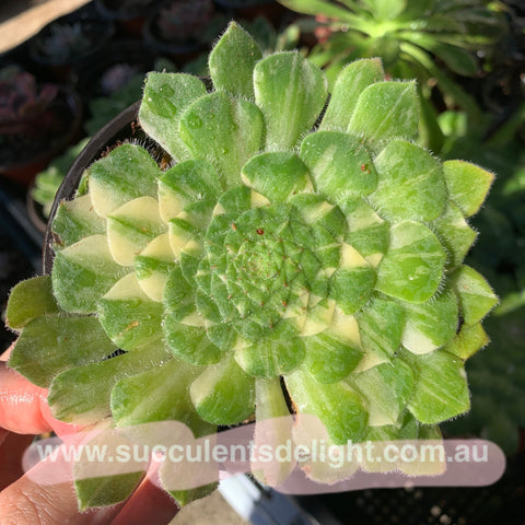 Aeonium tabuliforme silky variegated 明镜拉丝锦