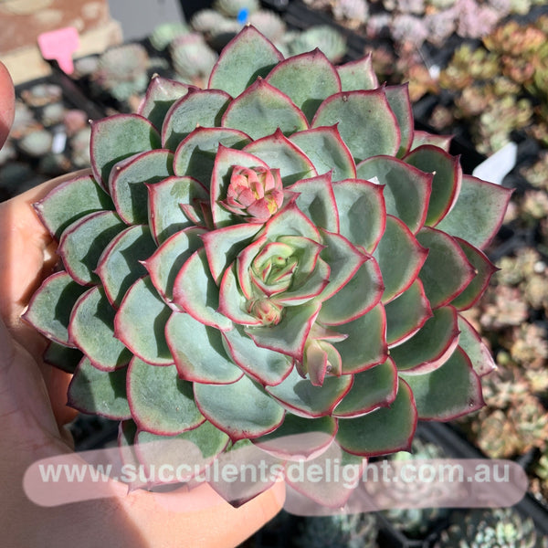 Echeveria Moon Gad Vanish 月光月亮女神