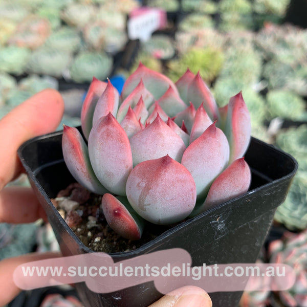 Echeveria Moon Shadow 月之影