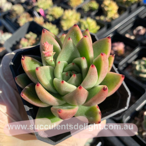 Echeveria Agavoides Miranda 米兰达东云