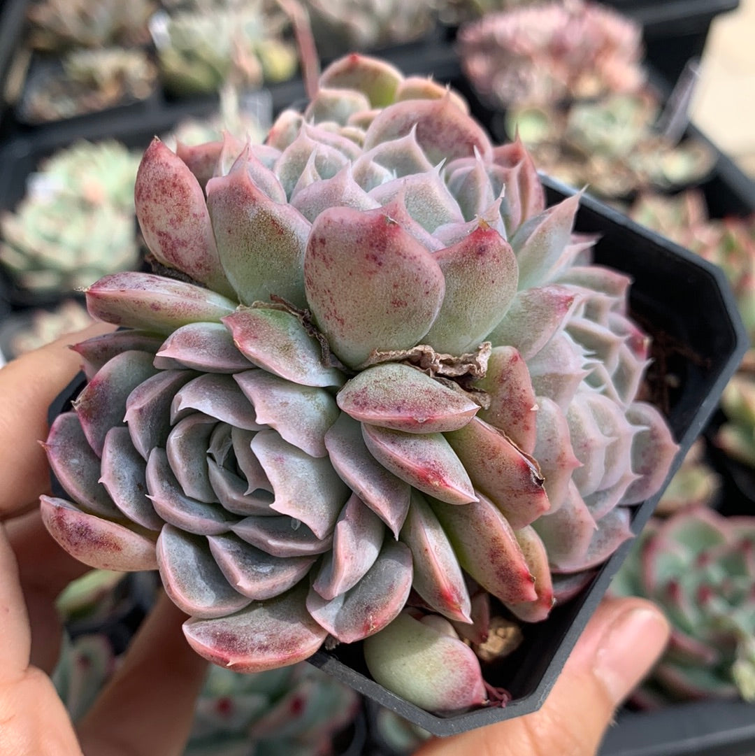 Echeveria Elegans Athena 月影雅典娜– Succulents Delight