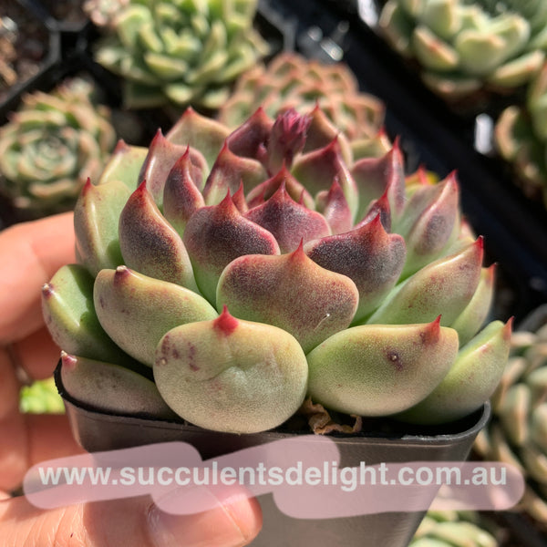 Echeveria Amethyst Queen 紫晶女王