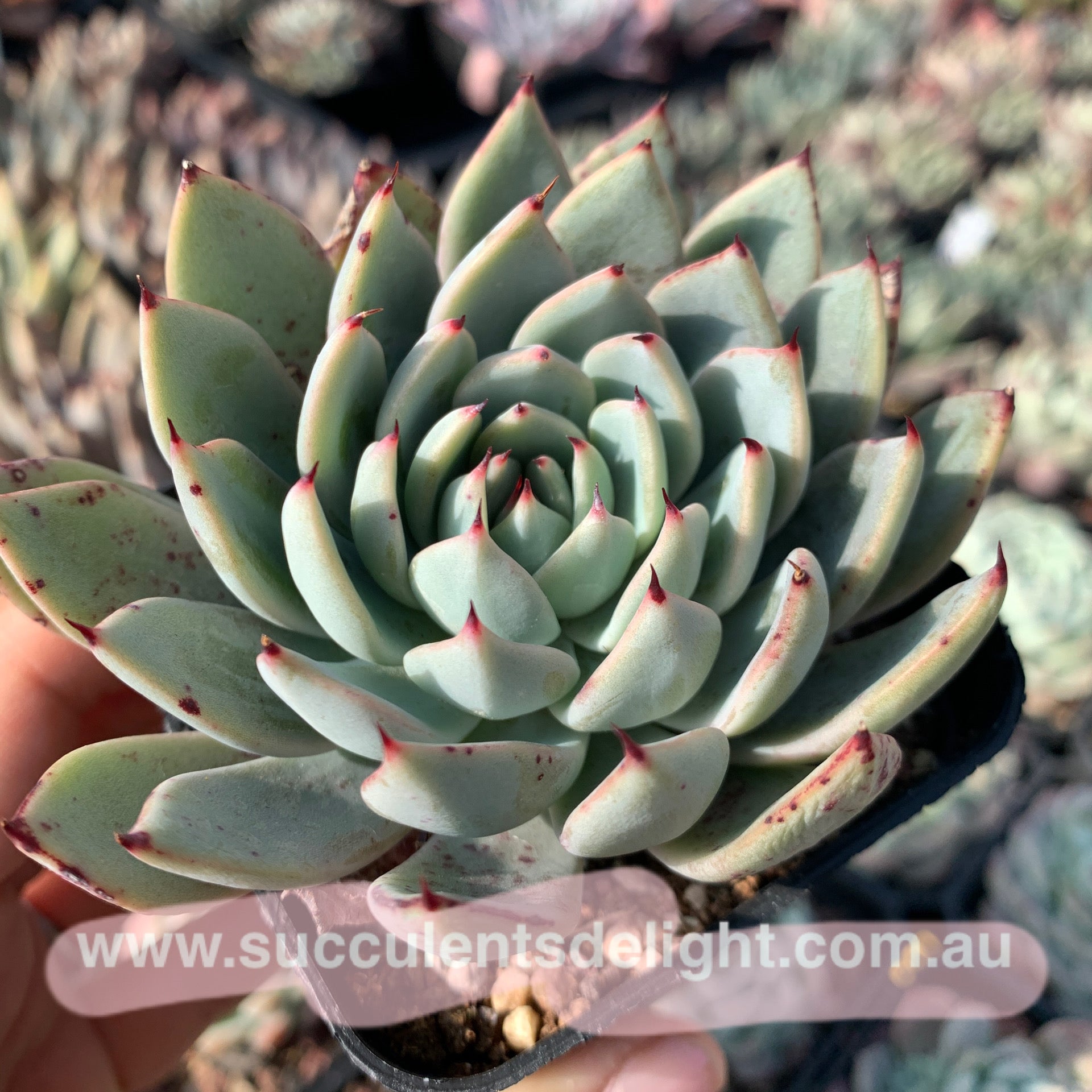 Echeveria Peter Pan 小飞侠 Succulents Delight  New Hybrid