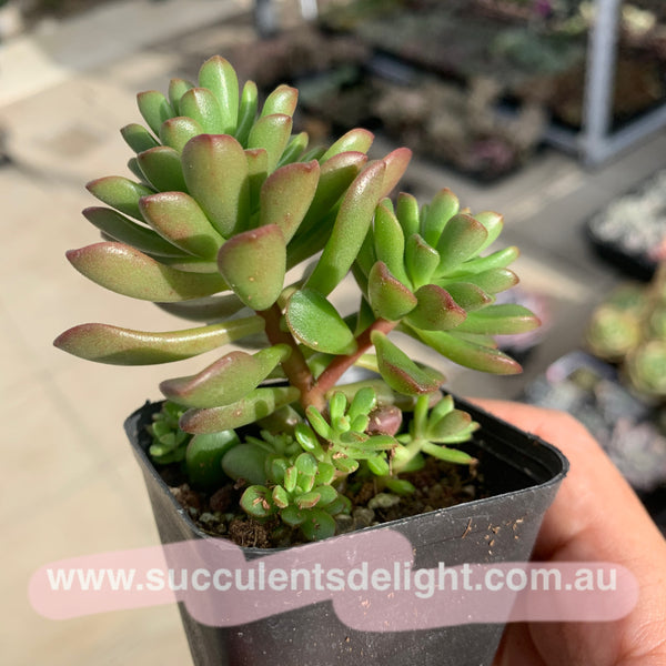 Sedum Joyce Tulloch 塔洛克