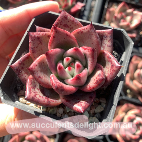 Echeveria Agavoides Sweet Nothings 甜言蜜语