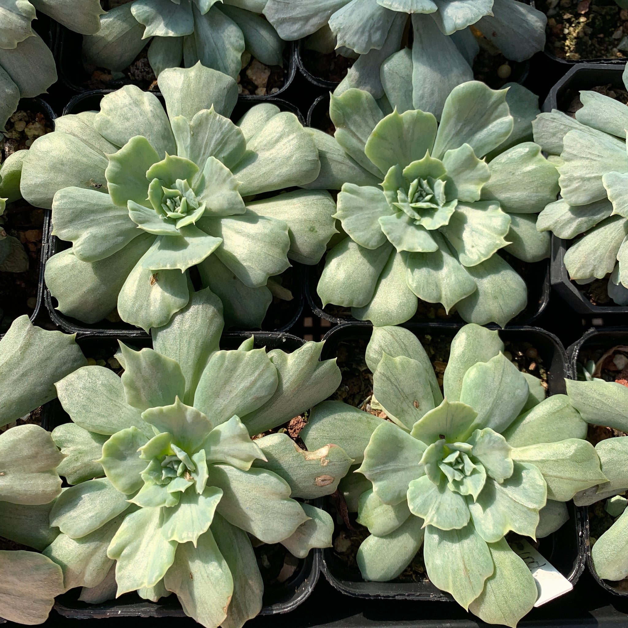 Echeveria Cook's Pride 库克船长的荣耀