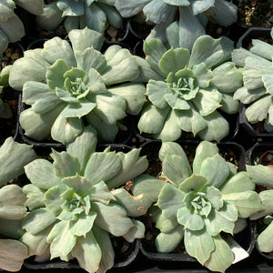 Echeveria Cook's Pride 库克船长的荣耀