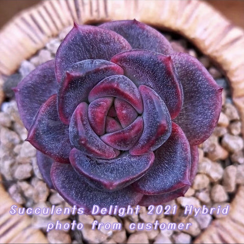 Echeveria Amethyst Rose 紫水晶玫瑰