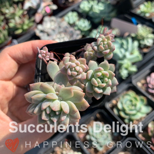 Echeveria Prolifica 子持白莲 帕米尔玫瑰