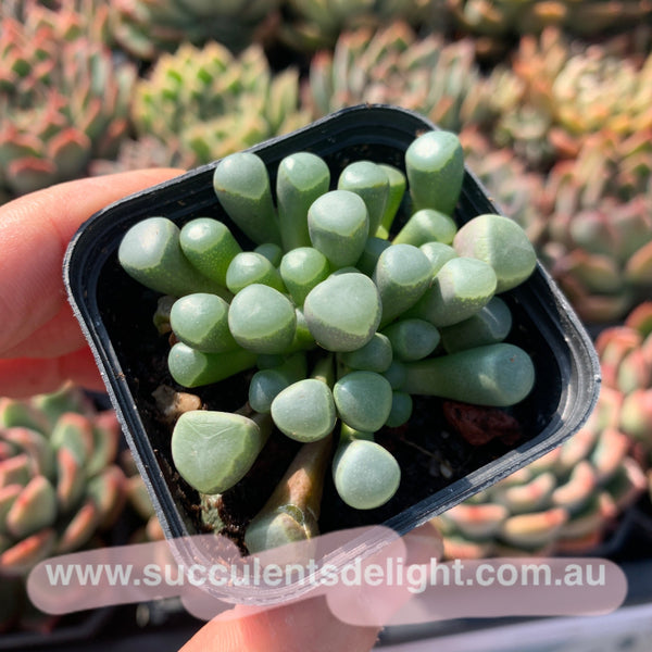 Fenestraria Rhopalophylla Subsp. Aurantiaca Baby Toes 五十铃玉