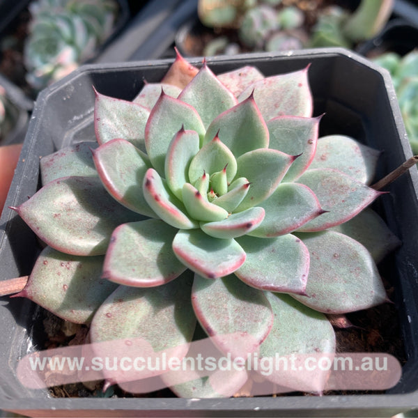 Echeveria Puebla 普埃布拉
