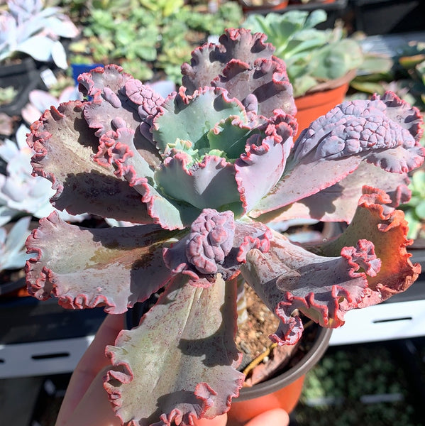 Echeveria Red Dragon 红龙