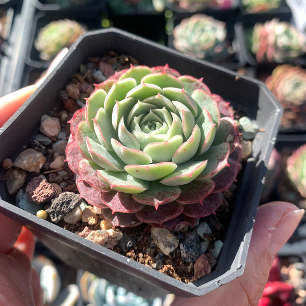 Echeveria Sacred Peach 仙桃