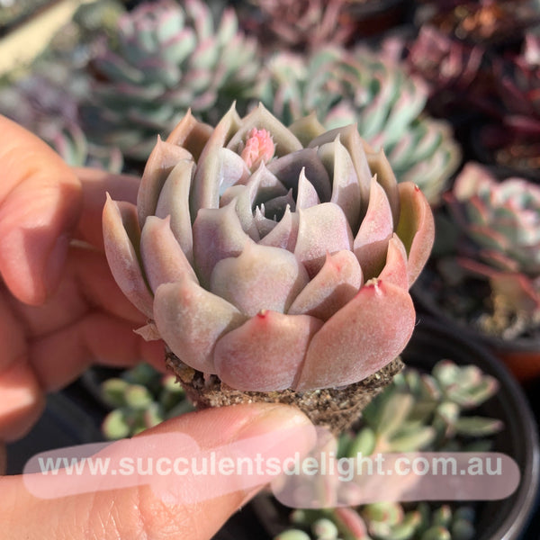 Echeveria Full Moon 满月