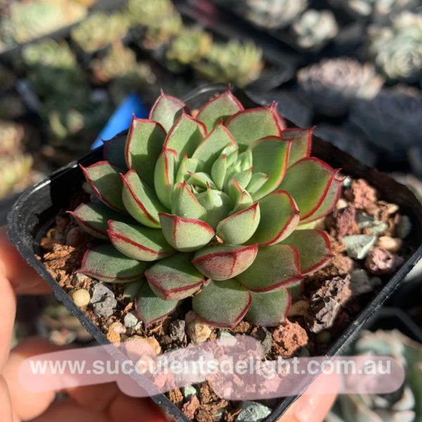 Echeveria Red Dress 小红裙 Succulents Delight New Hybrid