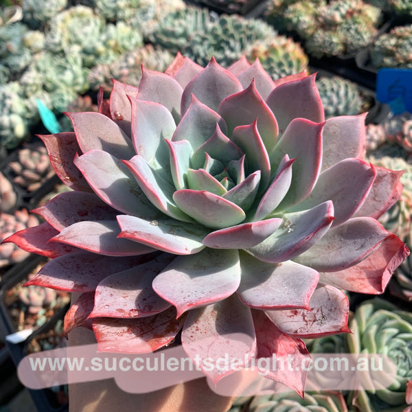 Echeveria La Candy LA糖果