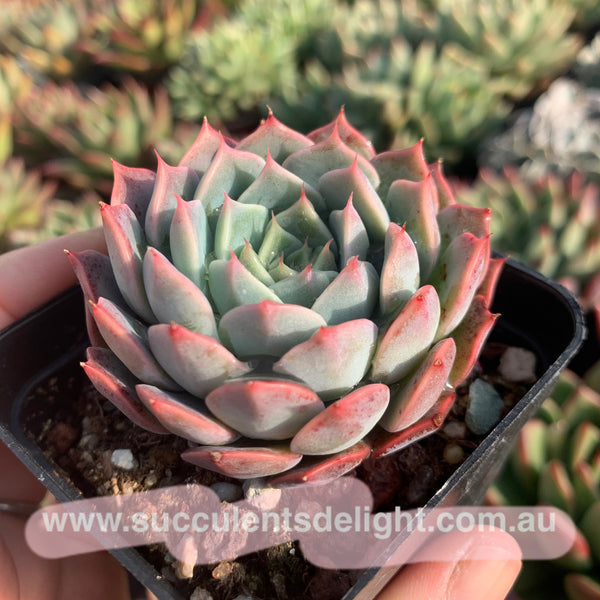 Echeveria Tornado 龙卷风
