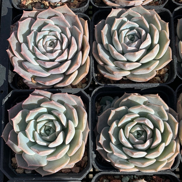 Echeveria Sarang 血斑爱神