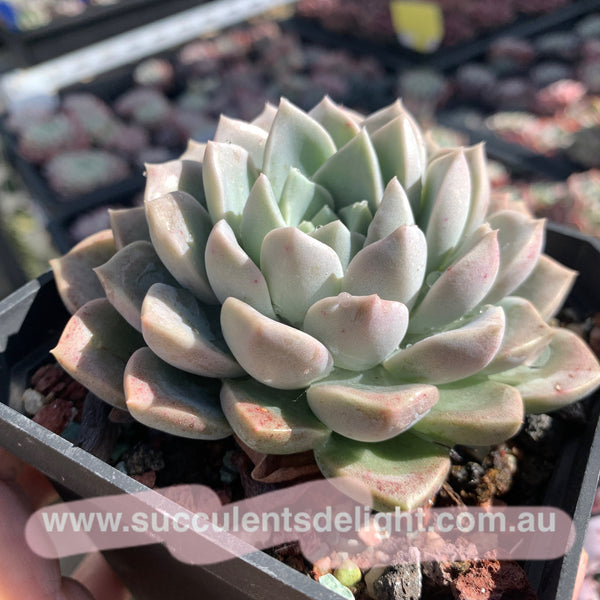 Pachyveria Beauty in Sea 海美人 Succulents Delight 2022 New Hybrid